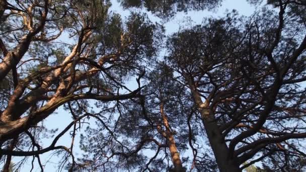 Circle camera movement from ground facing sky with pine trees and clear blue sky during the Golden Hour sunset — Stock Video