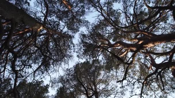 Circle camerabeweging vanaf de begane grond met pijnbomen en helder blauwe hemel tijdens de gouden uur zonsondergang — Stockvideo