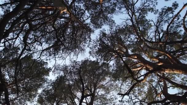 Movimiento de cámara circular desde el suelo hacia el cielo con pinos y cielo azul claro durante la puesta de sol de la Hora Dorada — Vídeos de Stock