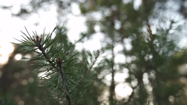 Nahaufnahme langsam bewegender Kiefernnadeln - grüner Wald des baltischen Landes Lettland — Stockvideo