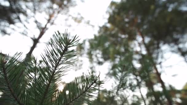 Gros plan plan lent coup d'aiguilles de pins - Forêt verte du pays balte Lettonie — Video