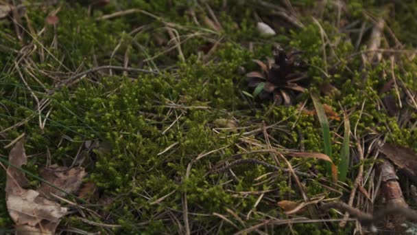 Moss verde na floresta do por do sol com luz quente e brilho do sol através das árvores - bosques bálticos - câmera lenta movimento 4K — Vídeo de Stock