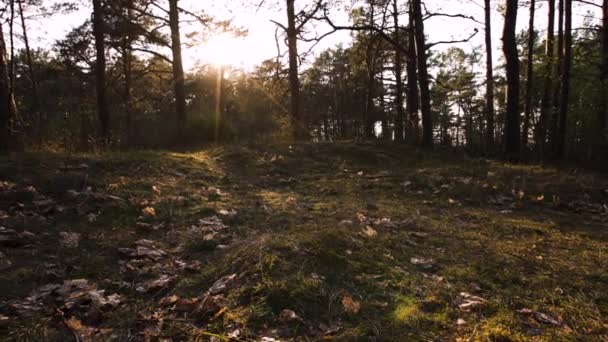 Muschio verde nella foresta del tramonto con luce calda e bagliore solare tra gli alberi - Boschi baltici - Movimento lento della fotocamera 4K — Video Stock