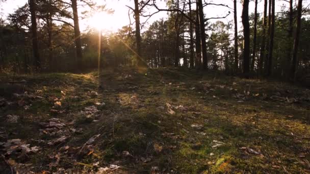 Grünes Moos im Wald bei Sonnenuntergang mit warmem Licht und Sonnenaufgang durch die Bäume - Ostseewälder - langsame Kamerafahrt 4k — Stockvideo