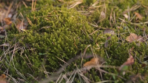 Musgo verde en el bosque al atardecer con luz cálida y resplandor solar a través de los árboles - Bosques bálticos - Movimiento de cámara lenta 4K — Vídeo de stock