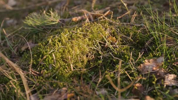 Groen mos in de Sunset forest met warm licht en zon flare door de bomen-Baltische Woods-Slow camerabeweging 4k — Stockvideo