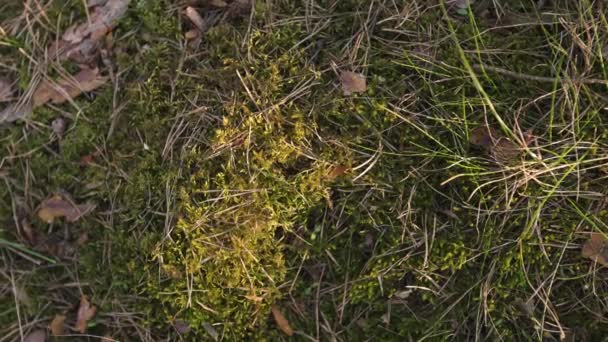 Moss verde na floresta do por do sol com luz quente e brilho do sol através das árvores - bosques bálticos - câmera lenta movimento 4K — Vídeo de Stock