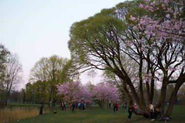 Riga, Letonya - 24 Nisan 2019: Zafer parkında sakura kiraz çiçeğinin tadını çıkaran insanlar - Martıların uçtuğu şehir kanalı