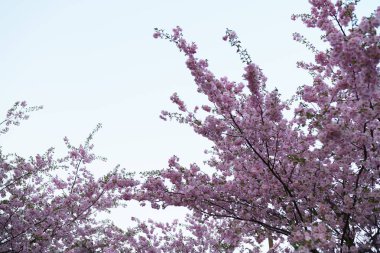 Letonya'nın Doğu Avrupa başkenti Riga'da bir parkta renkli sakura kiraz çiçeği - Gün batımında pembe ve macenta renkleri