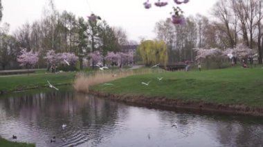 Riga, Letonya - 24 Nisan 2019: Zafer parkında sakura kiraz çiçeğinin tadını çıkaran insanlar - Martıların uçtuğu şehir kanalı
