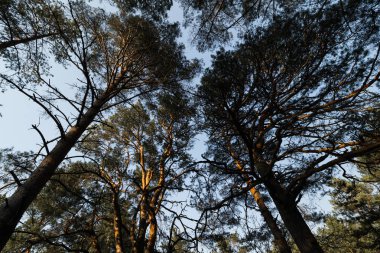 Golden Hour gün batımı sırasında çam ağaçları ve berrak mavi gökyüzü ile gökyüzüne bakan yerden Daire kamera hareketi