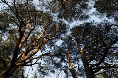 Golden Hour gün batımı sırasında çam ağaçları ve berrak mavi gökyüzü ile gökyüzüne bakan yerden Daire kamera hareketi