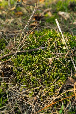 Ağaçların arasından sıcak ışık ve güneş parlaması ile günbatımı ormanında Yeşil Yosun - Baltık ormanları - İhale