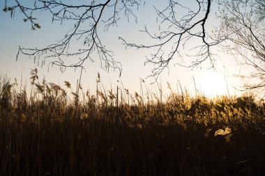 Arka planda güzel güneş parlatışı ile bir gün batımı sırasında Çavdar alanı