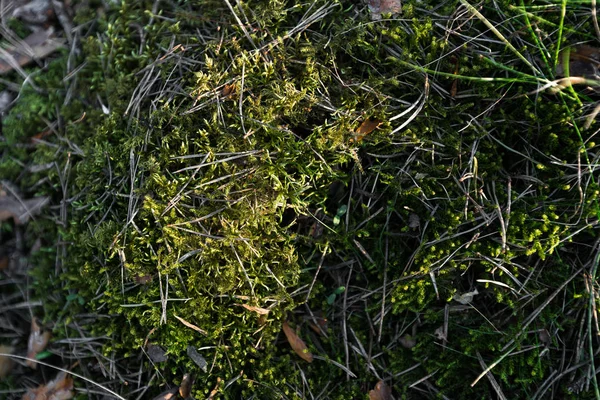 Musgo verde en el bosque al atardecer con luz cálida y resplandor solar a través de los árboles - Bosques bálticos - Tierno —  Fotos de Stock
