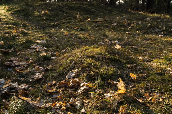 Grön mossa i Sunset Forest med varmt ljus och sol flare genom träden-Baltic Woods-Tender — Stockfoto