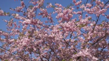 Avrupa Riga Zafer parkı sabah güzel sakura kiraz çiçeği ağacı - Pembe ve çiçek ve yaprakları ihale pastel renkler