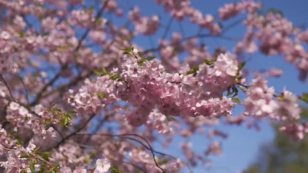 Beautiful sakura cherry blossom tree in the morning in Europe Riga Victory park - Pink and tender pastel colors of flowers and petals — Stock Video