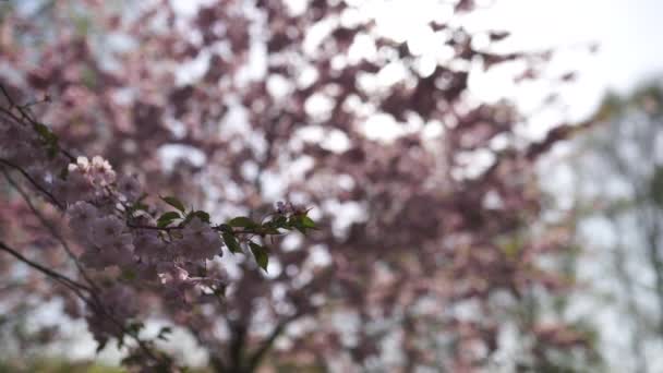 Mooie Sakura Cherry Blossom tree in de ochtend in Europa Riga Victory Park-roze en tedere pastel kleuren van bloemen en bloemblaadjes — Stockvideo