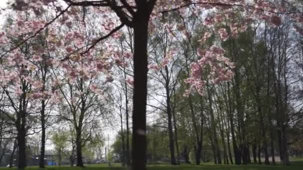 Beautiful sakura cherry blossom tree in the morning in Europe Riga Victory park - Pink and tender pastel colors of flowers and petals — Stock Video