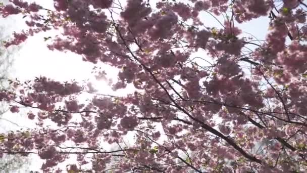 Piękne Sakura kwiat kwitnącej drzewa rano w Europie Riga Victory Park-różowy i delikatne pastelowe kolory kwiatów i płatków — Wideo stockowe