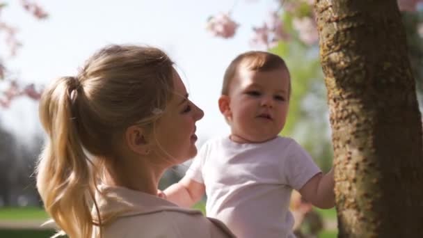 Young mother mom holding her little baby son boy child under blossoming SAKURA Cherry trees with falling pink petals and beautiful flowers — Stock Video