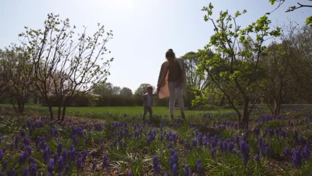 Jovem mãe andando com um menino filho em um campo de muscari na primavera - Dia ensolarado - jacinto de uva — Vídeo de Stock