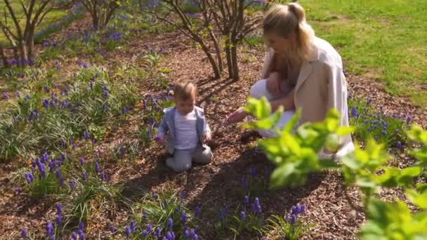 Genç anne oyun ve Bahar bir muscari alanında bir erkek bebek oğlu ile konuşurken - Güneşli gün - Üzüm sümbül - Riga, Letonya — Stok video