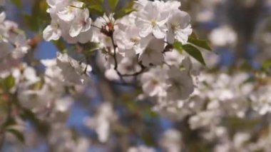 Tüm koloni için gıda olarak polen ve nektar toplayan bal arıları, bitkiler ve çiçekler tozlaşma - Bahar zamanı çiçek açan sakura kiraz ağaçları ile bir parkta boş zaman zevk