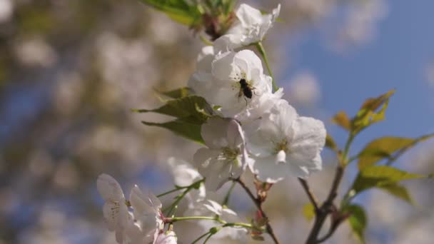 Mézelő méhek gyűjtése pollen és nektár az élelmiszer az egész kolónia, beporzó növények és virágok-tavaszi ideje, hogy élvezze szabadidős szabadidő egy parkban virágzó Sakura cseresznyefa — Stock videók