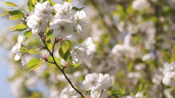 Mézelő méhek gyűjtése pollen és nektár az élelmiszer az egész kolónia, beporzó növények és virágok-tavaszi ideje, hogy élvezze szabadidős szabadidő egy parkban virágzó Sakura cseresznyefa — Stock videók