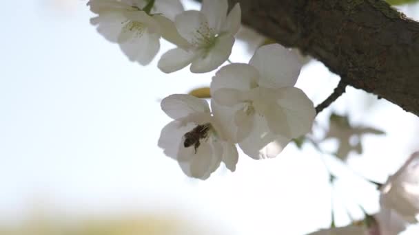 Tüm koloni için gıda olarak polen ve nektar toplayan bal arıları, bitkiler ve çiçekler tozlaşma - Bahar zamanı çiçek açan sakura kiraz ağaçları ile bir parkta boş zaman zevk — Stok video