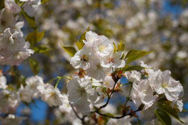 Tüm koloni için gıda olarak polen ve nektar toplayan bal arıları, bitkiler ve çiçekler tozlaşma - Bahar zamanı çiçek açan sakura kiraz ağaçları ile bir parkta boş zaman zevk