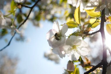 Tüm koloni için gıda olarak polen ve nektar toplayan bal arıları, bitkiler ve çiçekler tozlaşma - Bahar zamanı çiçek açan sakura kiraz ağaçları ile bir parkta boş zaman zevk