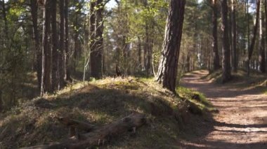 Ahşap yol - Baltık Doğu Avrupa çam ormanı Gökyüzünde yükselen yüksek yeşil ağaçlarla Parlak güneşli bir günde
