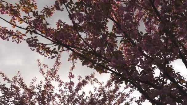 Schöner roter Sakura-Kirschblütenbaum bei Sonnenuntergang in Riga, Lettland — Stockvideo