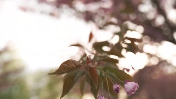 Hermoso árbol de flor de cerezo rojo sakura durante el atardecer en Riga, Letonia — Vídeos de Stock