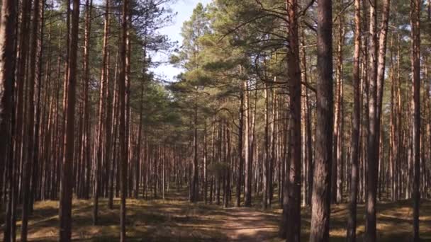 Bosque de pinos del este de Europa báltico con altos árboles de hoja perenne que apuntan hacia el cielo durante un día soleado brillante con rayos de luz que atraviesan — Vídeos de Stock