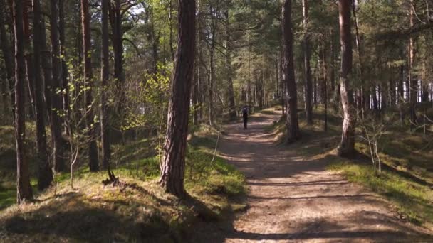 Route en bois - forêt de pins d'Europe orientale de la Baltique avec de hauts arbres sempervirents pointant vers le haut dans le ciel par une journée ensoleillée avec des rayons de lumière qui traversent — Video