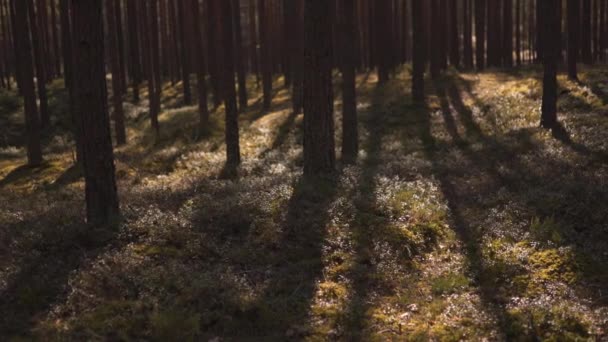 Camino de madera - Bosque de pinos del este de Europa báltico con árboles de hoja perenne altos que apuntan hacia el cielo durante un día soleado brillante con rayos de luz que atraviesan — Vídeos de Stock