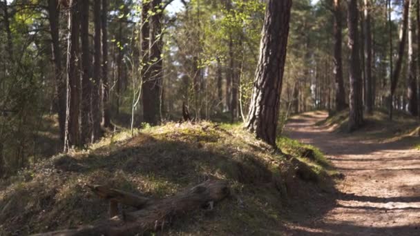 Wood road - Baltic eastern europe pine forest with high old evergreen trees pointing up in the sky during a bright sunny day with rays of light coming through — ストック動画