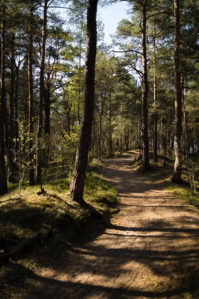 Camino de madera - Bosque de pinos del este de Europa báltico con árboles de hoja perenne altos que apuntan hacia el cielo durante un día soleado brillante con rayos de luz que atraviesan — Foto de Stock