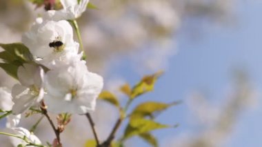 Tüm koloni için gıda olarak polen ve nektar toplayan bal arıları, bitkiler ve çiçekler tozlaşma - Bahar zamanı çiçek açan sakura kiraz ağaçları ile bir parkta boş zaman zevk