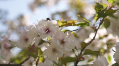 Tüm koloni için gıda olarak polen ve nektar toplayan bal arıları, bitkiler ve çiçekler tozlaşma - Bahar zamanı çiçek açan sakura kiraz ağaçları ile bir parkta boş zaman zevk