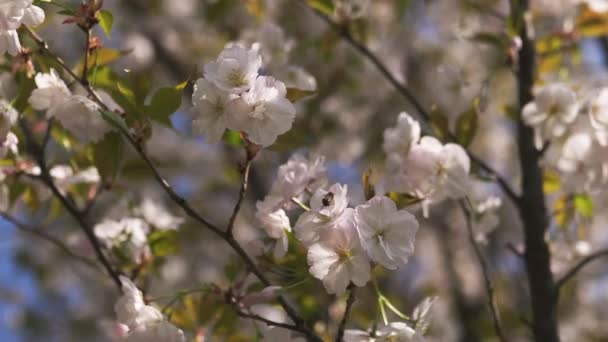 Honigbienen sammeln Pollen und Nektar als Nahrung für das gesamte Volk, bestäuben Pflanzen und Blumen - Frühling, um Freizeit in einem Park mit blühenden Sakura-Kirschbäumen zu genießen — Stockvideo