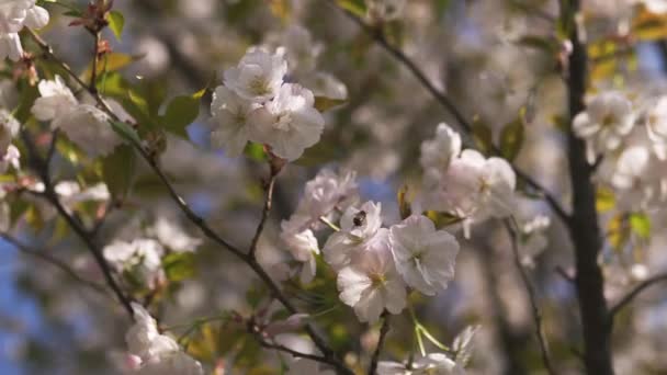 Tüm koloni için gıda olarak polen ve nektar toplayan bal arıları, bitkiler ve çiçekler tozlaşma - Bahar zamanı çiçek açan sakura kiraz ağaçları ile bir parkta boş zaman zevk — Stok video