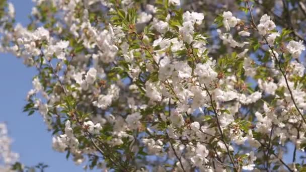 Honingbijen verzamelen pollen en nectar als voedsel voor de hele kolonie, bestuigen planten en bloemen-lente tijd om te genieten van vrije tijd in een park met bloeiende Sakura-kersenbomen — Stockvideo