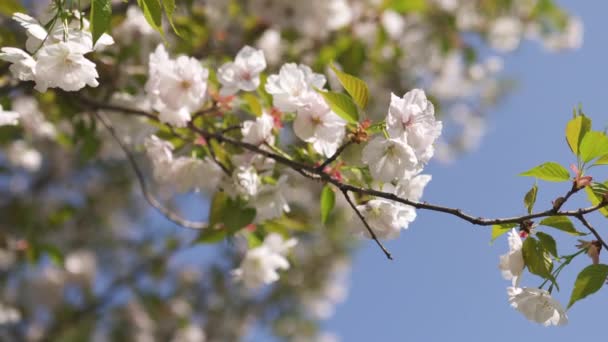Μέλι Μέλισσες συλλογή γύρη και νέκταρ ως τροφή για ολόκληρη την αποικία, επικονίασης φυτά και λουλούδια-ώρα άνοιξη για να απολαύσετε τον ελεύθερο χρόνο ελεύθερου χρόνου σε ένα πάρκο με άνθισμα Sakura κερασιές — Αρχείο Βίντεο