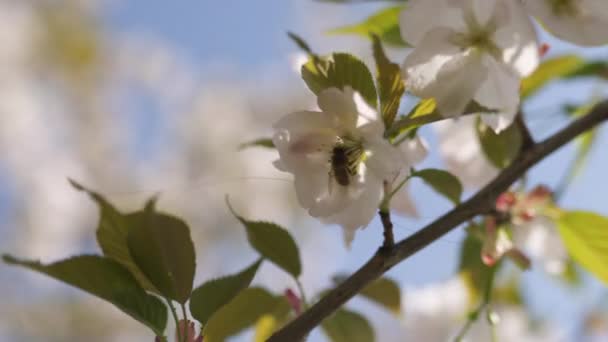 Abejas de miel recolectando polen y néctar como alimento para toda la colonia, polinizando plantas y flores - Primavera para disfrutar de tiempo libre en un parque con cerezos de sakura en flor — Vídeos de Stock