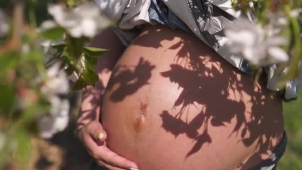 上月腹部特写镜头 - 年轻的旅行者孕妇享受她的休闲空闲时间在公园与开花的樱花樱花树抚摸她即将出生的婴儿与手 — 图库视频影像